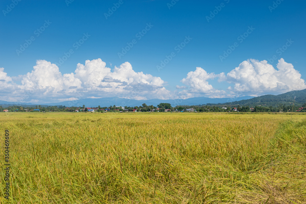 Farm rice with blue sky landscape