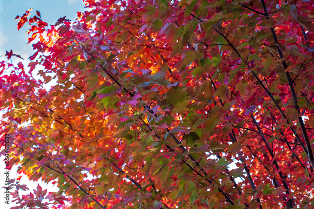 Beautiful, colourful leaves decorate the branches of this stunning October Glory maple tree, aka acer rubrum. Beautiful, colourful leaves decorate the branches of this stunning October Glory maple tree, aka acer rubrum.