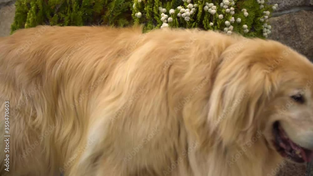 4K SHOT OF GOLDEN RETRIEVER WALKING IN TERRACE