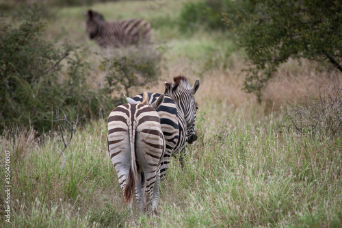 A closeup from behind of a light brown plains zebra mare (Equus quagga), following her harem in single file at the end of the rainy season, in the South African bushveld.