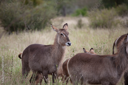 A closeup of a female waterbuck in a nursery herd at the end of the wet season in the South African bushveld.