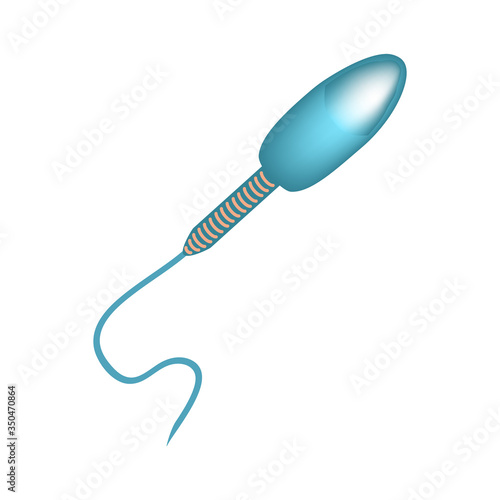 The structure of the sperm. Infographics. Vector illustration on isolated background.