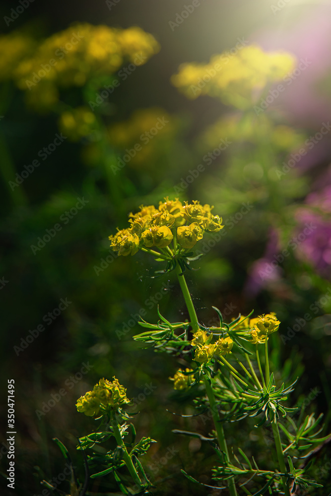 flowers of spring in the sunshine in the garden flowers of spring in the sunshine in the garden
