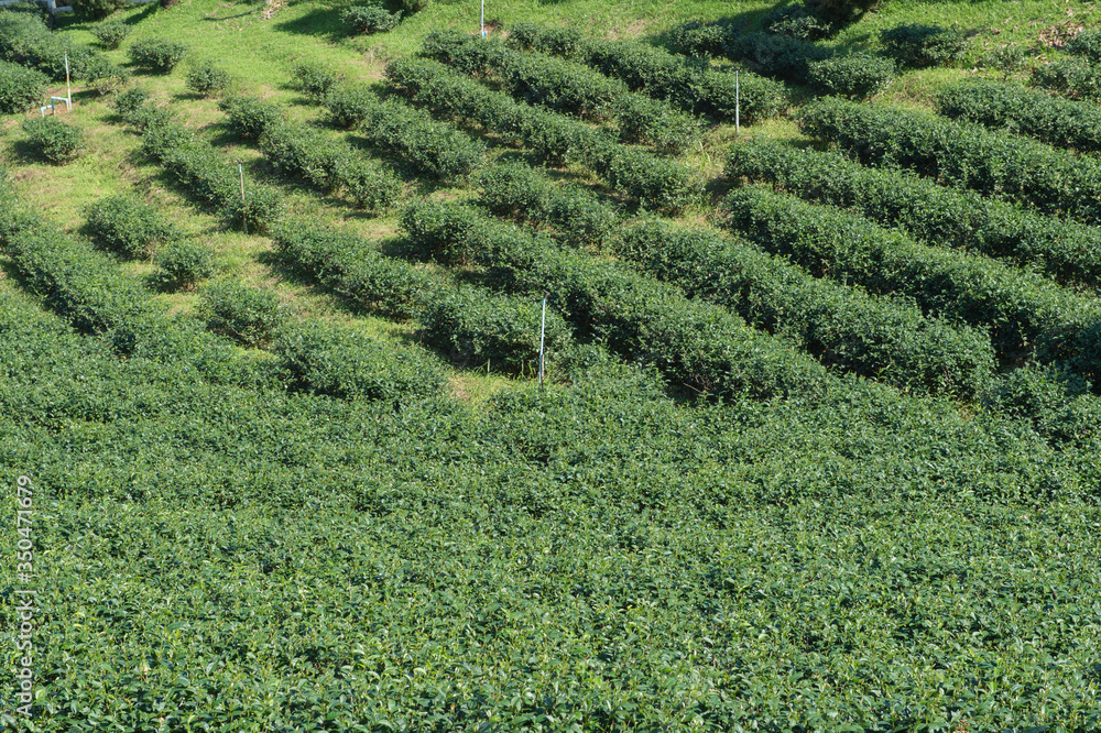 Landscape of tea plant field
