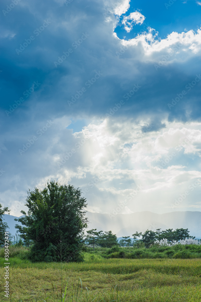 Landscape of field rice with clouds sky Landscape of field rice with clouds sky