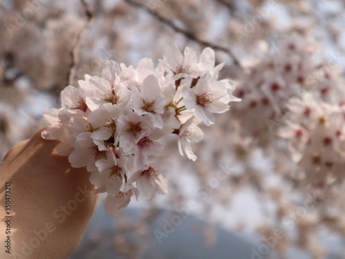 cherry blossom in spring