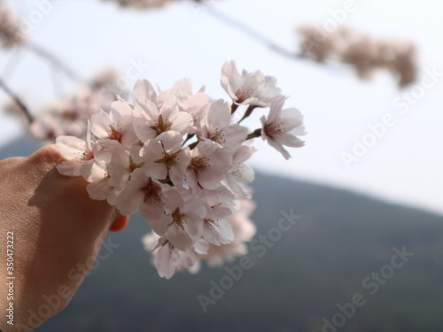 pink cherry blossom