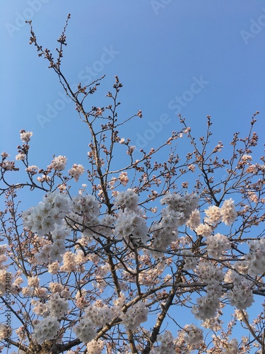cherry blossom on blue sky