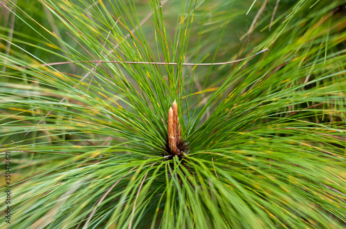 Closeup of pine flower