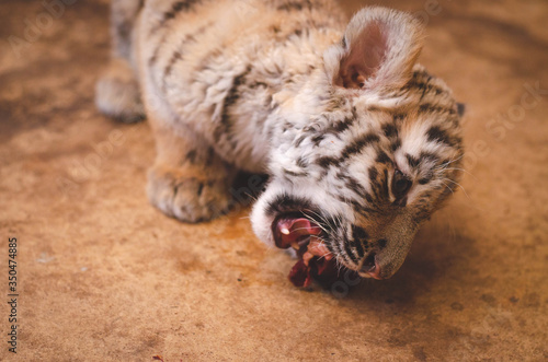 Photo of a tiger cub eating meat photo