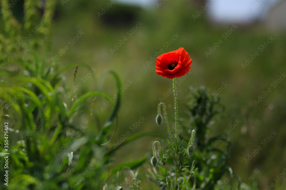 red poppy on a saturated green grass background red poppy on a saturated green grass background