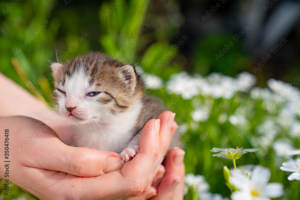 small newborn kitten meows in hands of a person in nature. Pets 