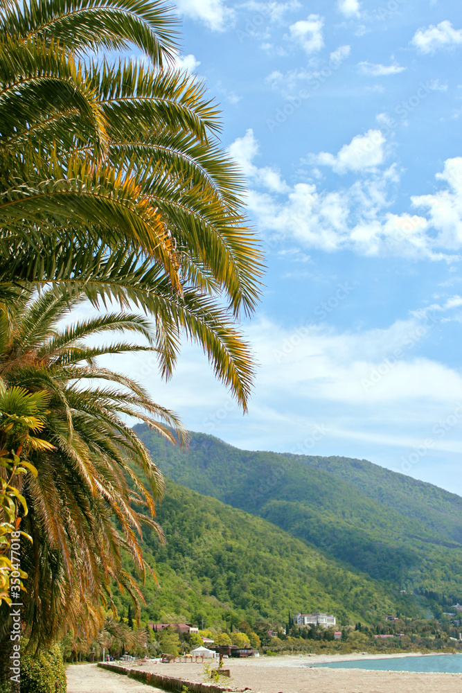 Subtropical beach on the background of palm trees and mountains. Gagra, Abkhazia