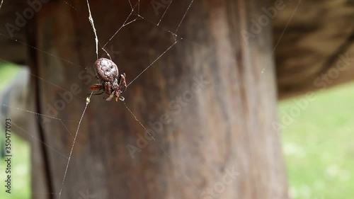 A Zoropsis spinimana spider fighting with its prey and eating it. The insect was captured by the web of the arachnida. The spider has a brown prosoma with some black marks on the opisthosoma