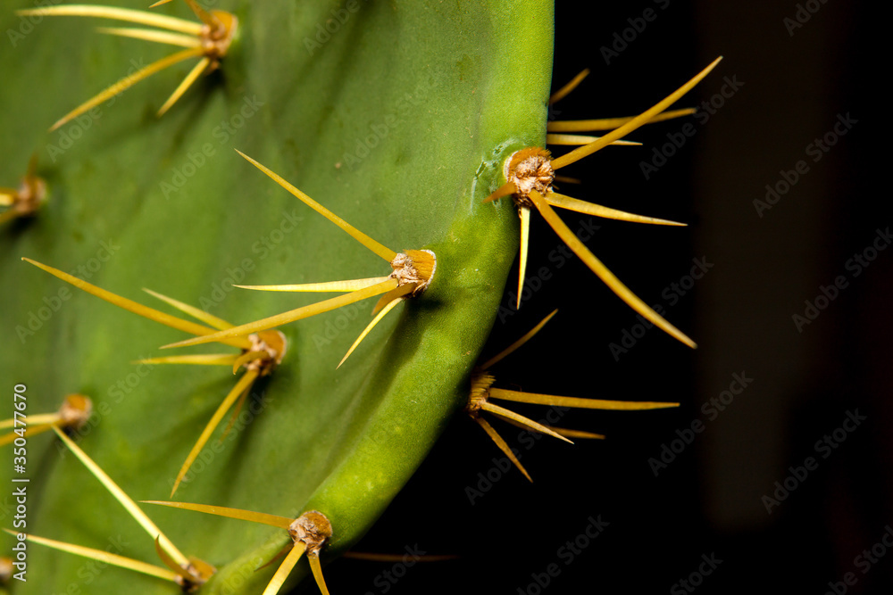 afiladas espinas de cactus de desierto de sur america afiladas espinas de cactus de desierto de sur america