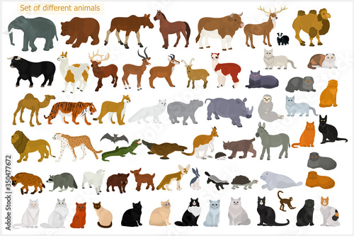 Fototapeta Naklejka Na Ścianę i Meble -  Set of different animals. Wild animals. Domestic cats.