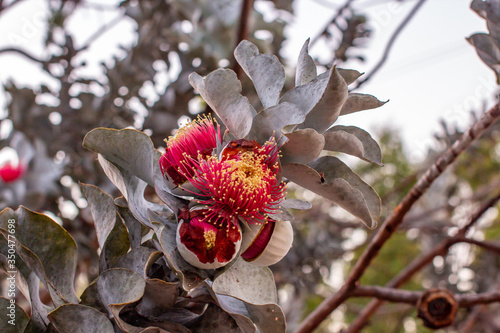 Beautiful Australian bush native mottlecah, or Eucalyptus macrocarpa in bloom.