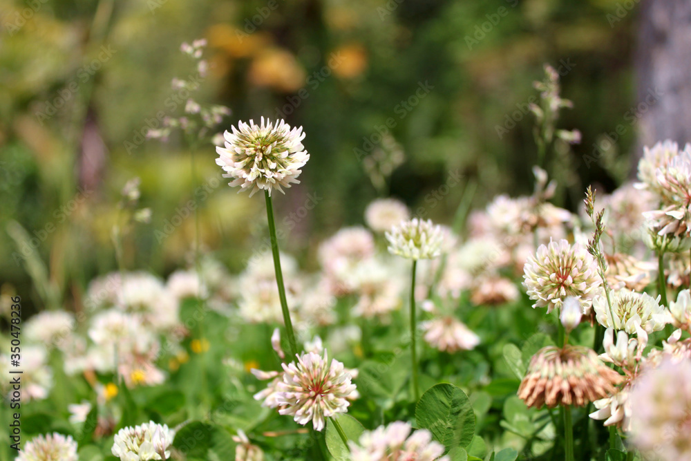 White Caucasian Clover (lat. Trifolium caucasicum) White Caucasian Clover (lat. Trifolium caucasicum)