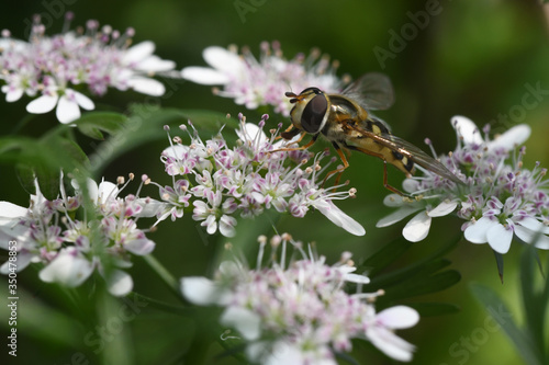 coriander flower