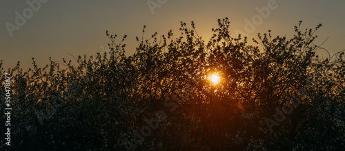 The setting sun breaks through the branches of cherry trees | KOROVYAKOVA, SVERDLOVSKAYA OBLAST - 9 MAY 2020.