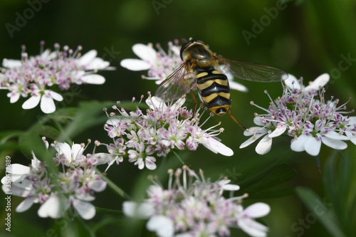coriander flower