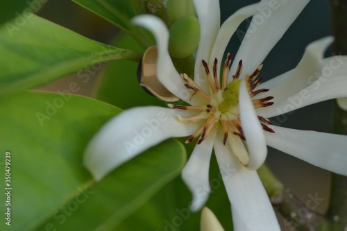 Close up of white kenanga flower