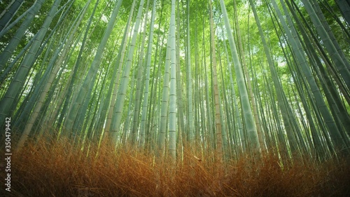 Bamboo Forest. Kyoto, Japan