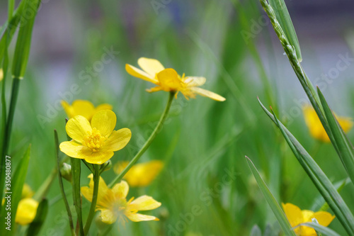 Creeping buttercup blooming in the garden (Ranunculus repens)