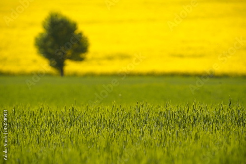 Weizenfeld  Rapsfeld  Baum