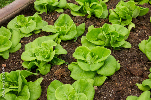 Butterhead lettuce in a organic vegetable garden