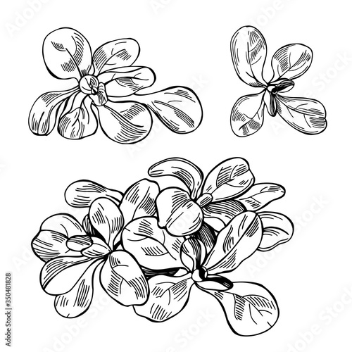 Hand drawn mache, valerianella locusta, corn salad, lamb's lettuce.  Vector sketch  illustration.