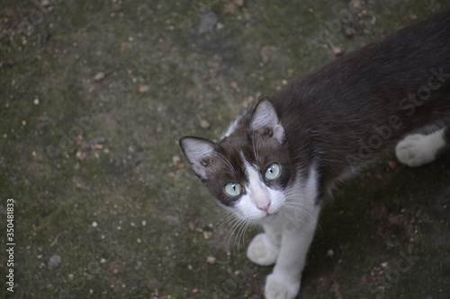 cat on the grass