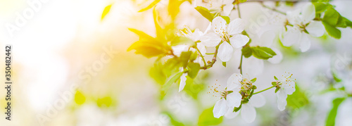 Beautiful branch of a blossoming cherry. Floral background. Spring flowers. An article about flowering garden trees.