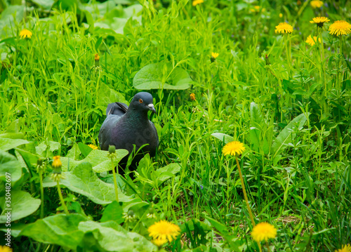 photo of a walking pigeon
