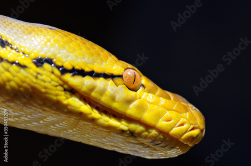 Malayopython reticulatus Kupang
