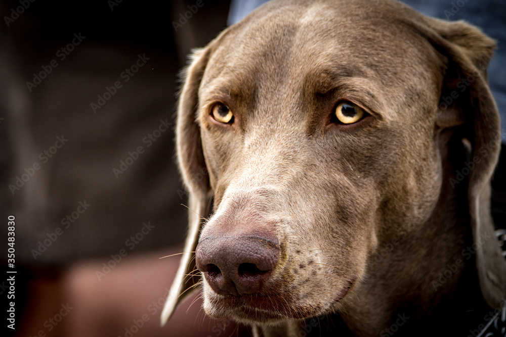 Profile of a large brown labrador