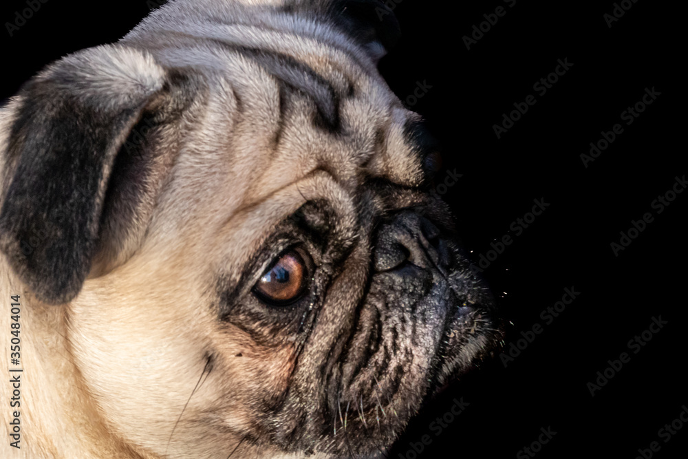 side view portrait of a pug dog