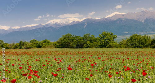 Blooming poppy fields in the spring in the mountains photo