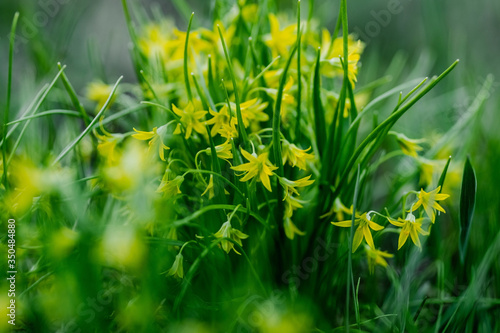 Goose onions flowers. Yellow snowdrop and Gagea lutea. Close-up. Green grass and selective focus. Wild plants.