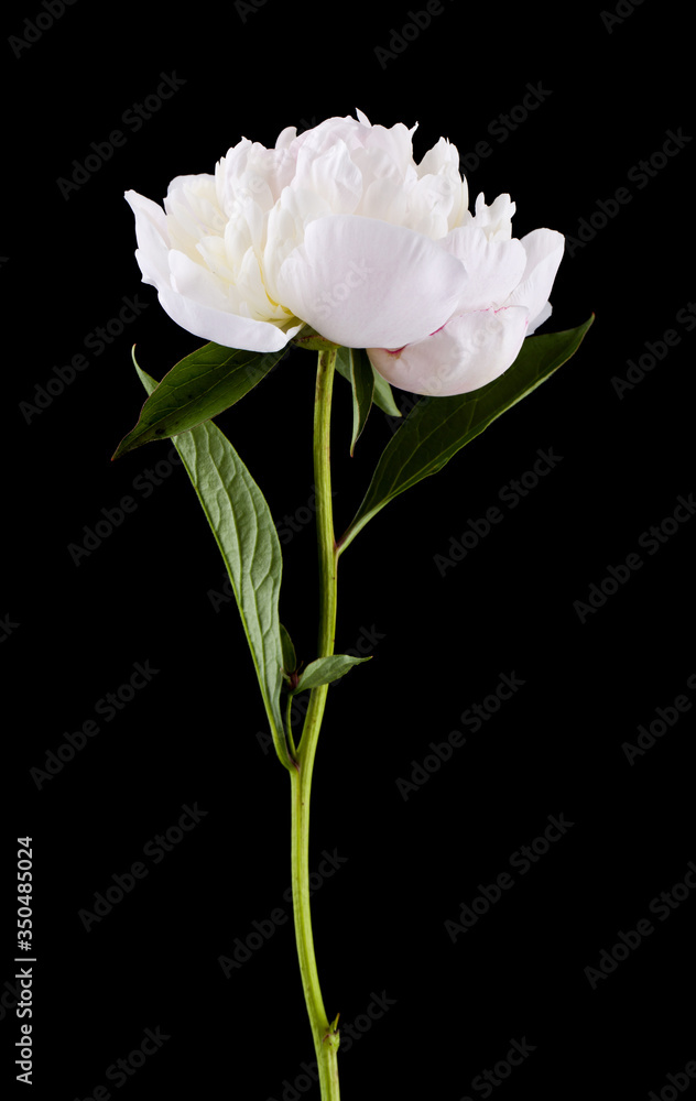 White peony flower isolated on a black background close-up. White peony flower isolated on a black background close-up.