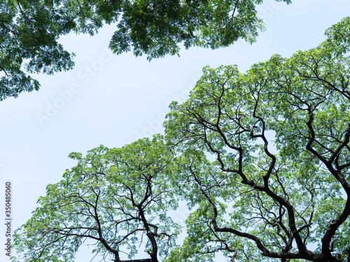 image of branches of trees with blue sky photo