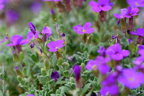violette Blumenpracht