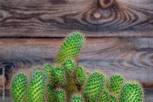 Bright green cactus on an old wooden background. Close-up shot