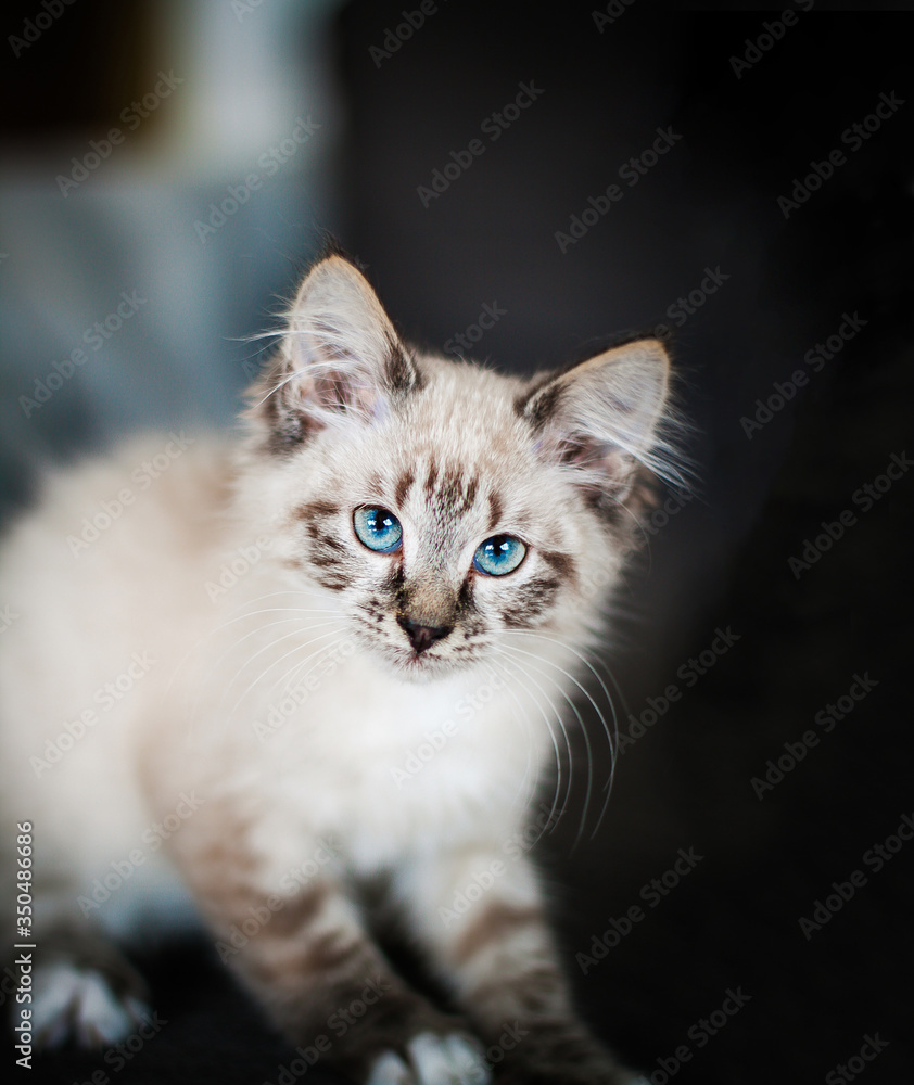 Siamese crossbreed kitten with blue eyes rescued from bad home.