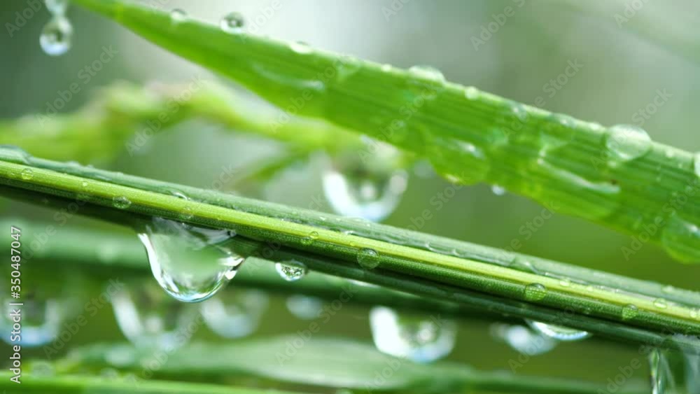 Water droplets drip slowly from green grass Water droplets drip slowly from green grass