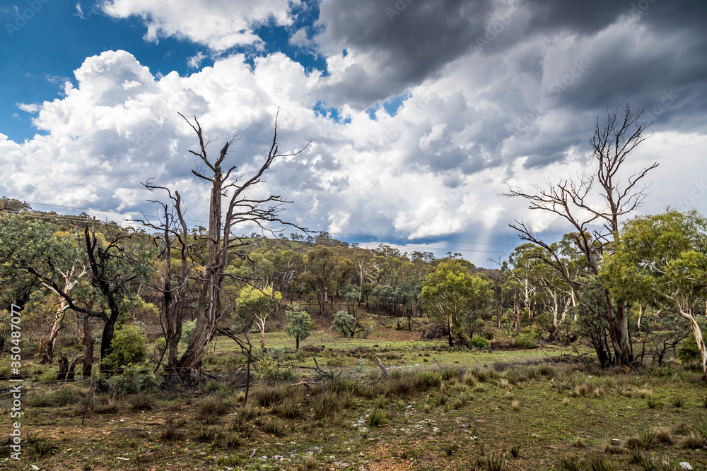 A forest with beautiful old trees in the Snowy Mountains in New South Wales, Australia at a sunny day in summer. A forest with beautiful old trees in the Snowy Mountains in New South Wales, Australia at a sunny day in summer.