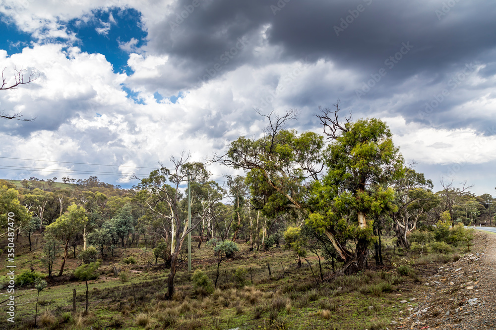 A forest with beautiful old trees in the Snowy Mountains in New South Wales, Australia at a sunny day in summer. A forest with beautiful old trees in the Snowy Mountains in New South Wales, Australia at a sunny day in summer.