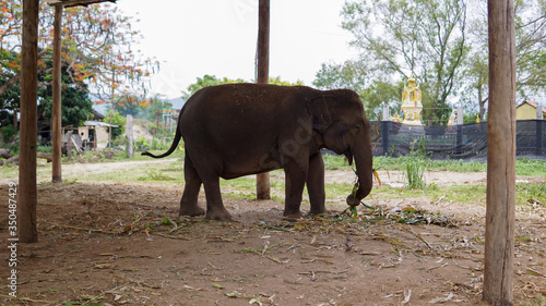 Group of adult elephants feeding sugar cane and bamboo in Elephant Care Sanctuary, Mae Tang, Chiang Mai province, Thailand. photo