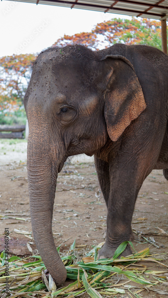 Fototapeta premium Group of adult elephants feeding sugar cane and bamboo in Elephant Care Sanctuary, Mae Tang, Chiang Mai province, Thailand.