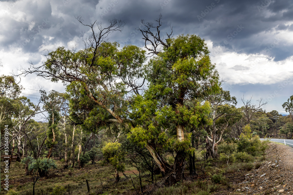 A forest with beautiful old trees in the Snowy Mountains in New South Wales, Australia at a sunny day in summer. A forest with beautiful old trees in the Snowy Mountains in New South Wales, Australia at a sunny day in summer.